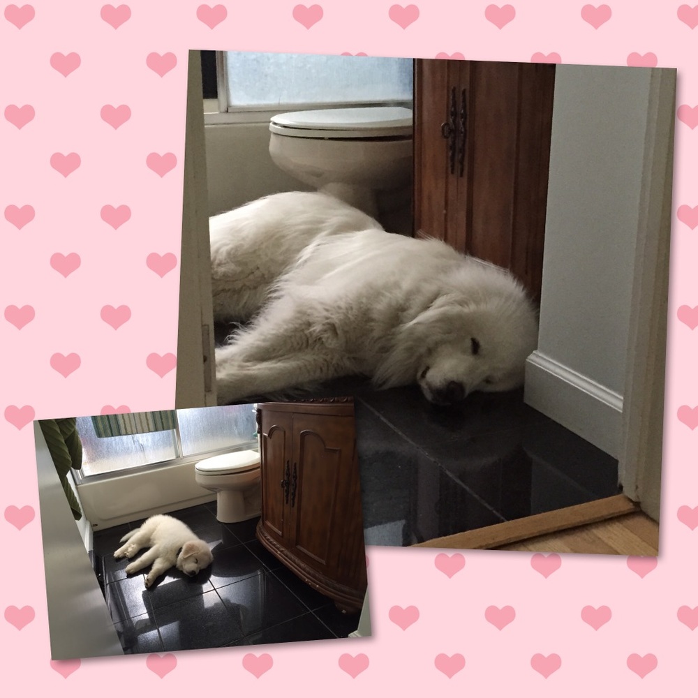 Meet your Posher, Molly - Picture 8 of 8